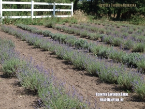 Country Lavender Farm in Hampton NE