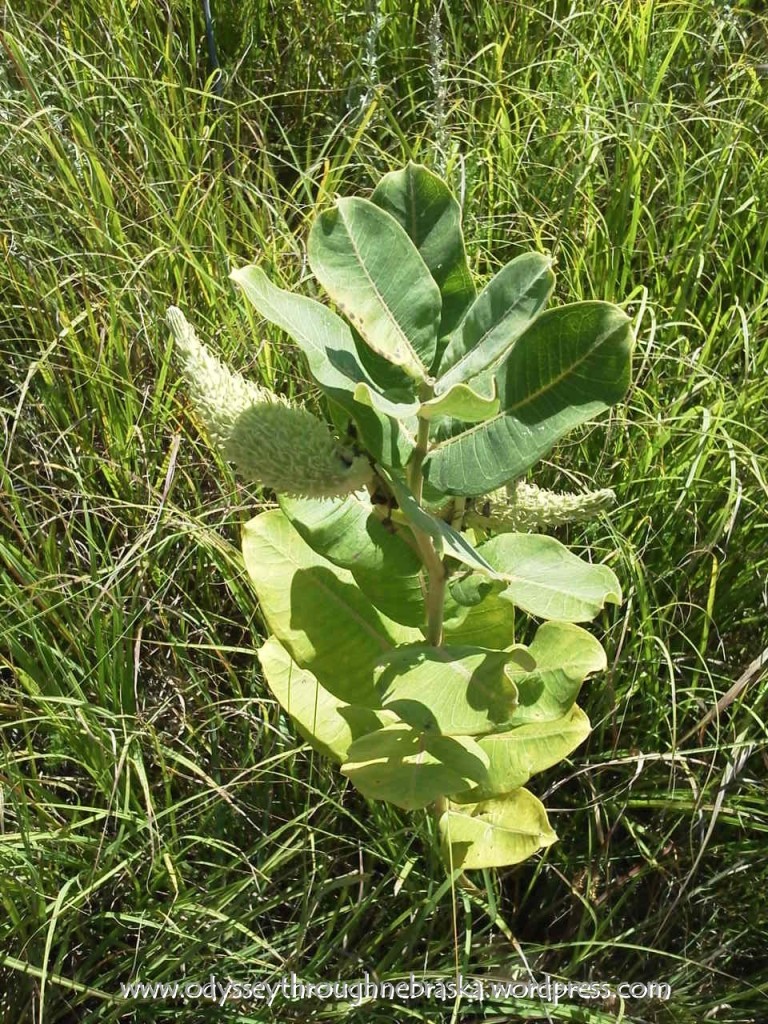 milkweed plant