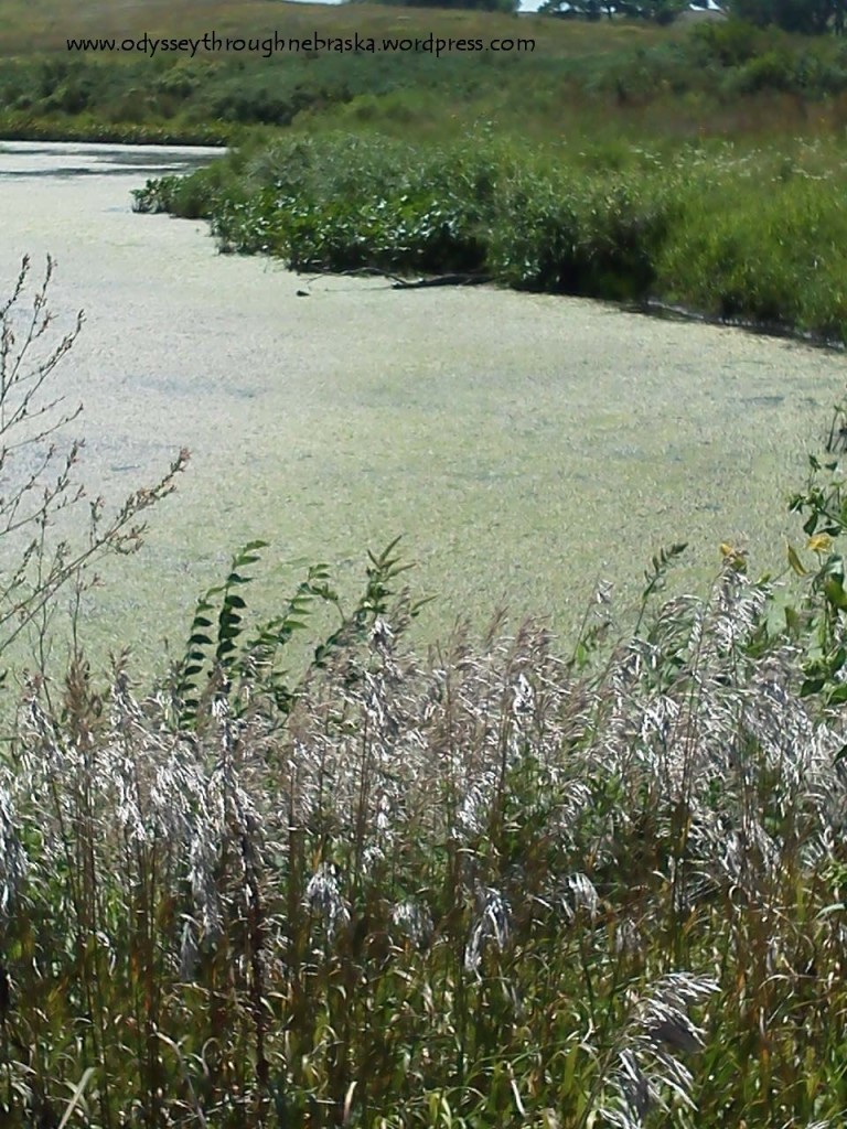 Spring Creek Turtles