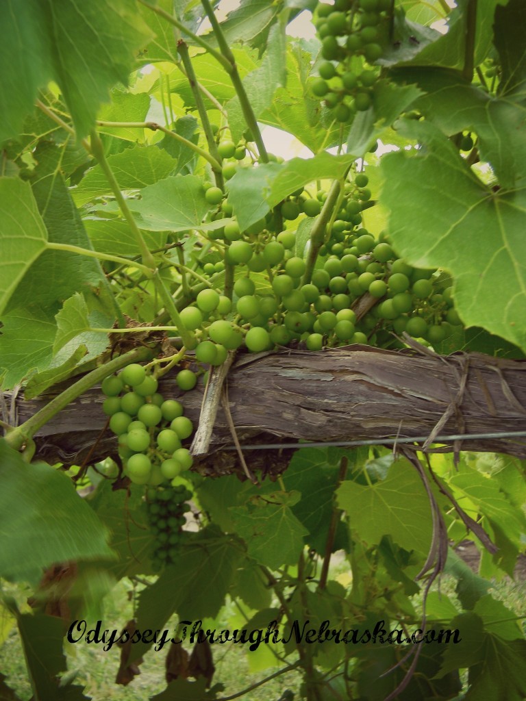 James Arthur Vineyards grapes