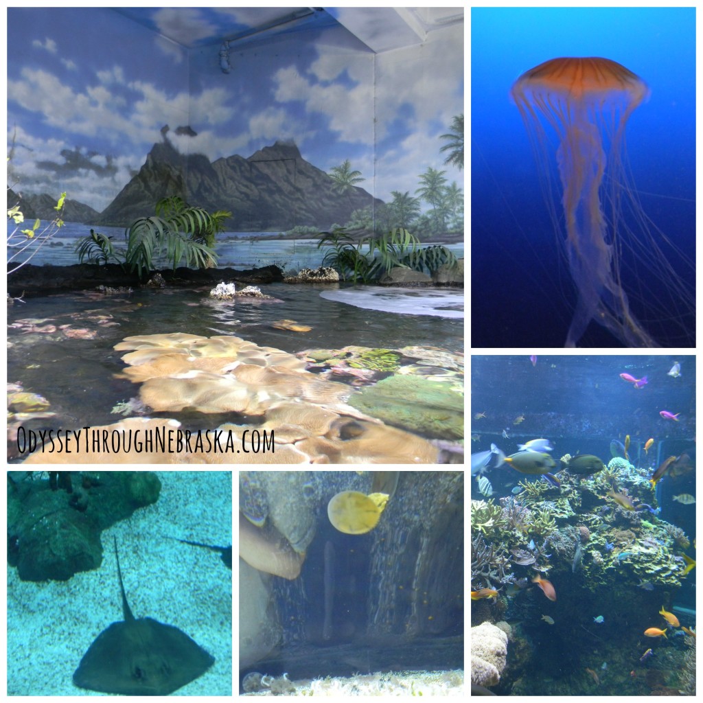 Henry Doorly Zoo Aquarium Collage