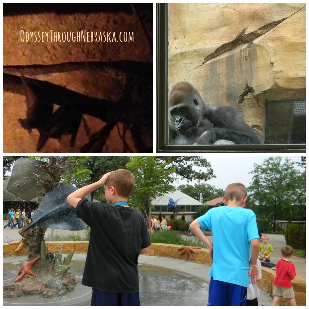 Henry Doorly Zoo V-X