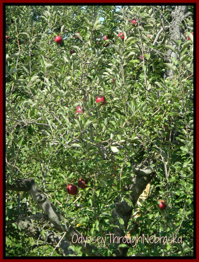 Martin's Orchard Apple Tree