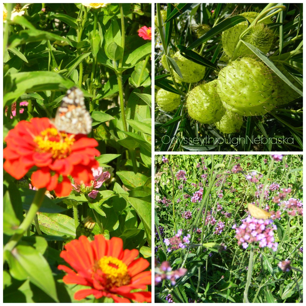 Martin's Orchard Butterfly Garden