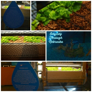 Aquaponics Collage