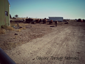 Looking at cattle on a Nebraska farm
