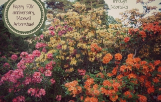 Azaleas at the Maxwell Arboretum on UNL's East Campus