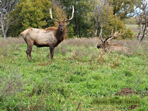 Wildlife Safari Park Elk