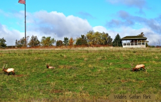 Wildlife Safari Park Feature Image