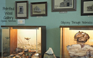 Petrified Wood Gallery